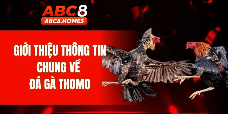 Giới thiệu thông tin chung về đá gà Thomo
