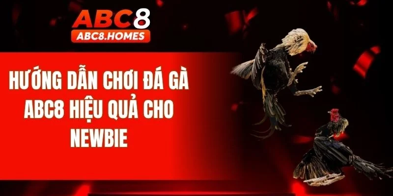 Hướng dẫn chơi đá gà ABC8 hiệu quả cho newbie